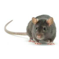 Изображение крысы