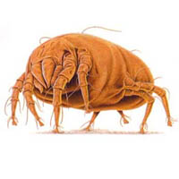 Изображение пылевого клеща