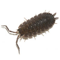 Изображение мокрицы