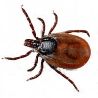 Изображение клеща