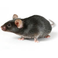 Изображение мыши