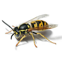 Изображение осы