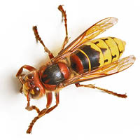 Изображение шершня
