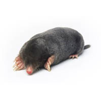 Изображение крота