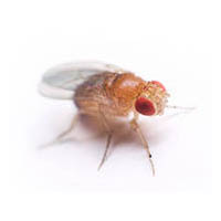 Изображение мошки